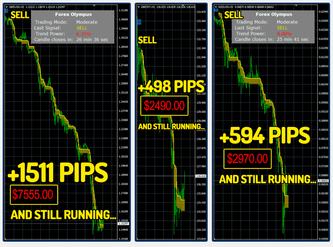 Forex Olympus Trading Results